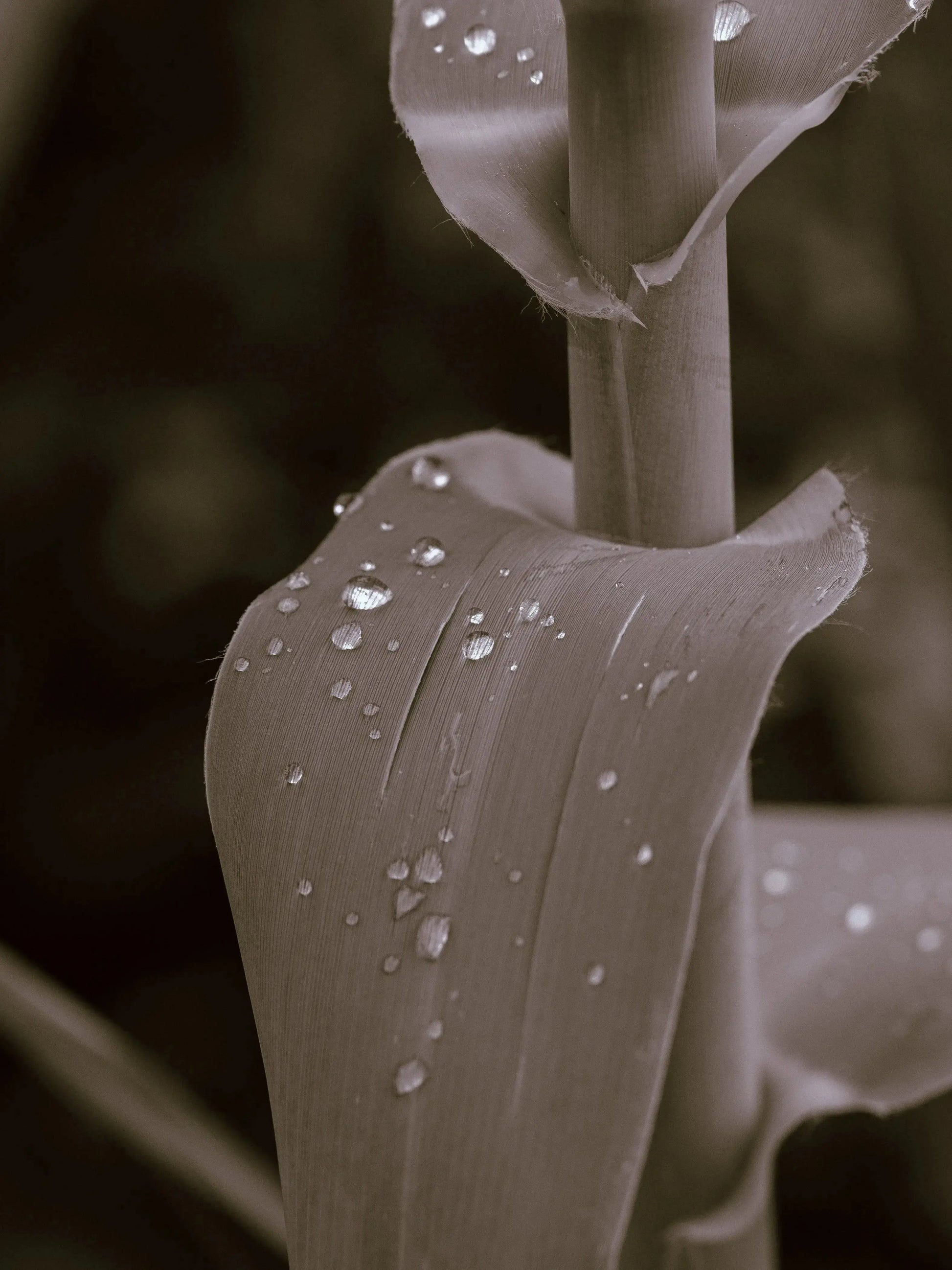 Black&White Édition(Mobile) Theo Pixel Store