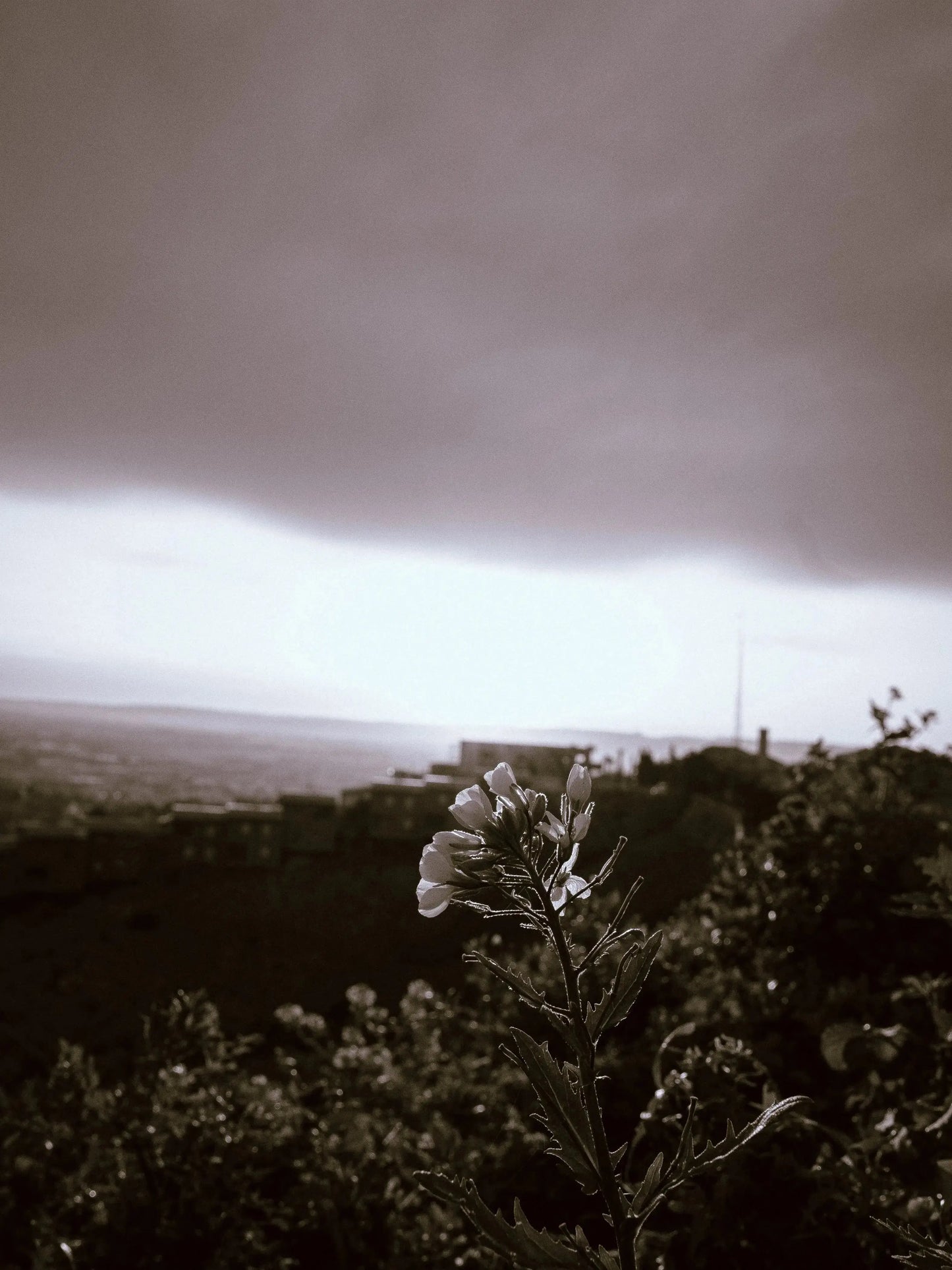 Black&White Édition(Mobile) Theo Pixel Store