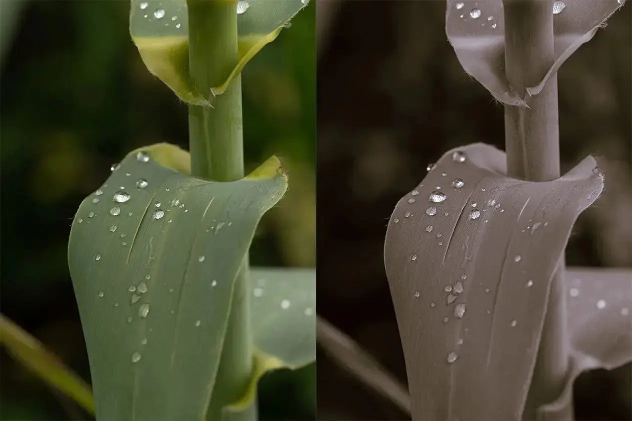 Black&White Édition(Mobile) Theo Pixel Store