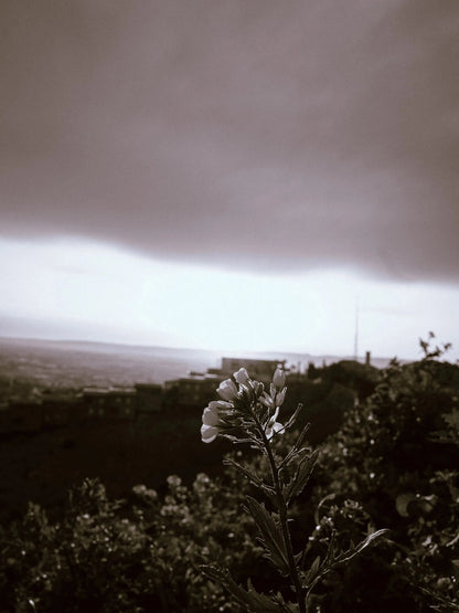 Black&White Édition(Mobile) Theo Pixel Store