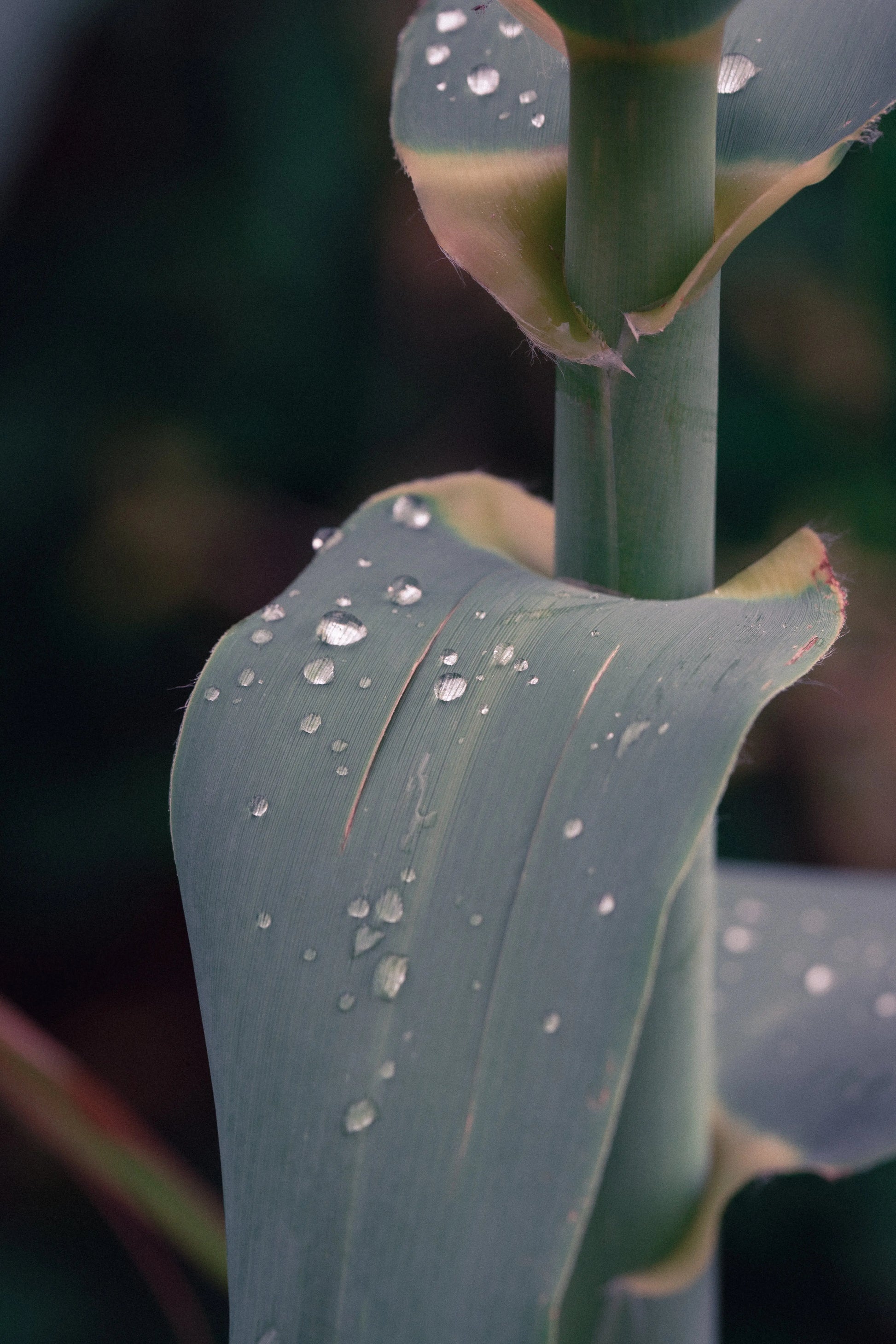 Photo de voyage en mode portrait avec un de mes presets Lightroom vintage.